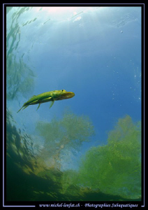 Little Pike Fish close to the surface... :O)... by Michel Lonfat 